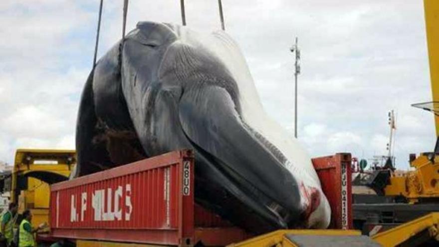 Hallan una ballena muerta en el litoral de Puerto del Rosario