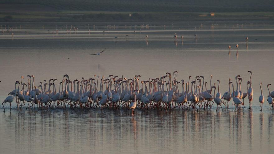 Flamencos en la Laguna de Fuente de Piedra.