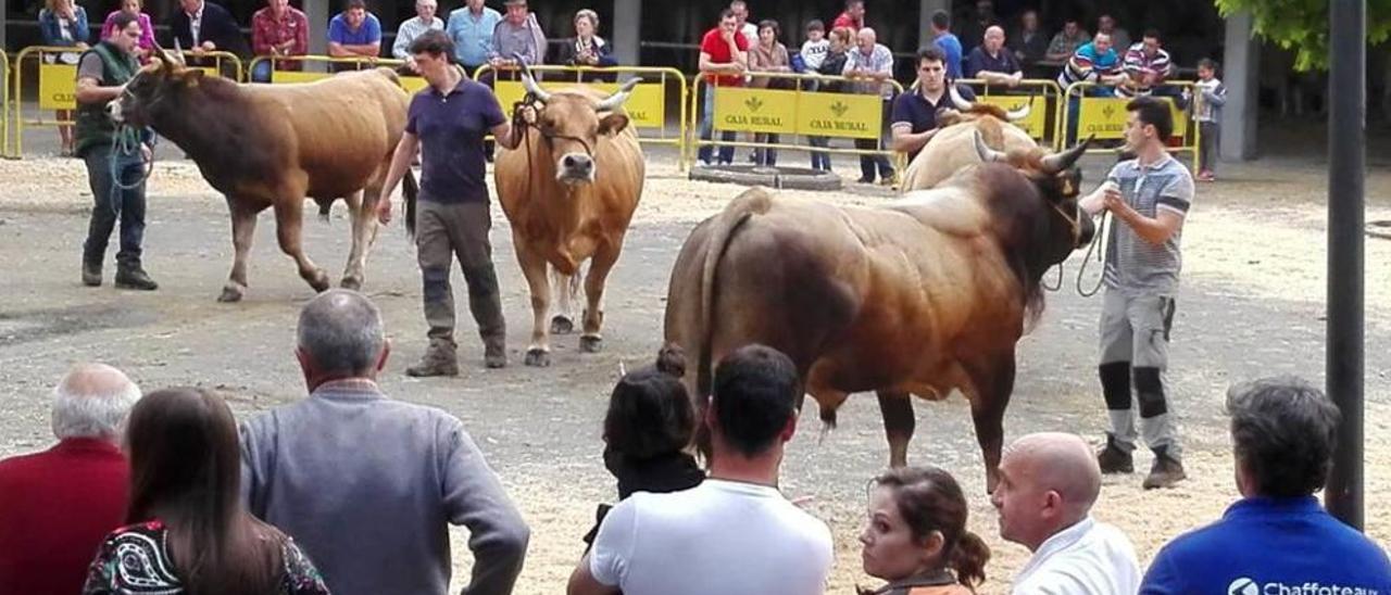 Un momento del certamen ganadero de Grado.