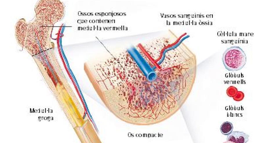 Les donacions de medul·la a Girona augmenten malgrat la pandèmia