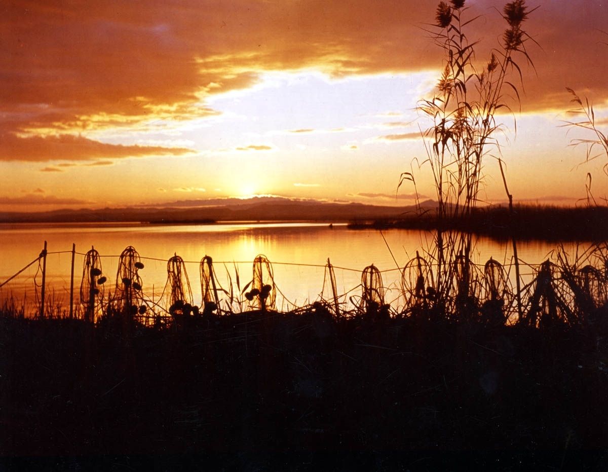 Las mejores imágenes de l'Albufera en el Día Mundial de los Humedales