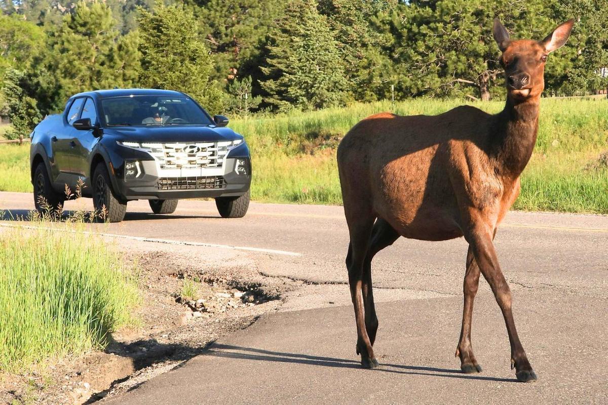 Se trata de una vía muy frecuentada por animales silvestres
