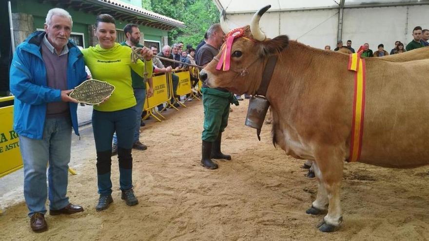 La &quot;fiebre del ganado&quot; mata a dos campeones de raza casina: &quot;A veces piensa uno que no merece la pena&quot;