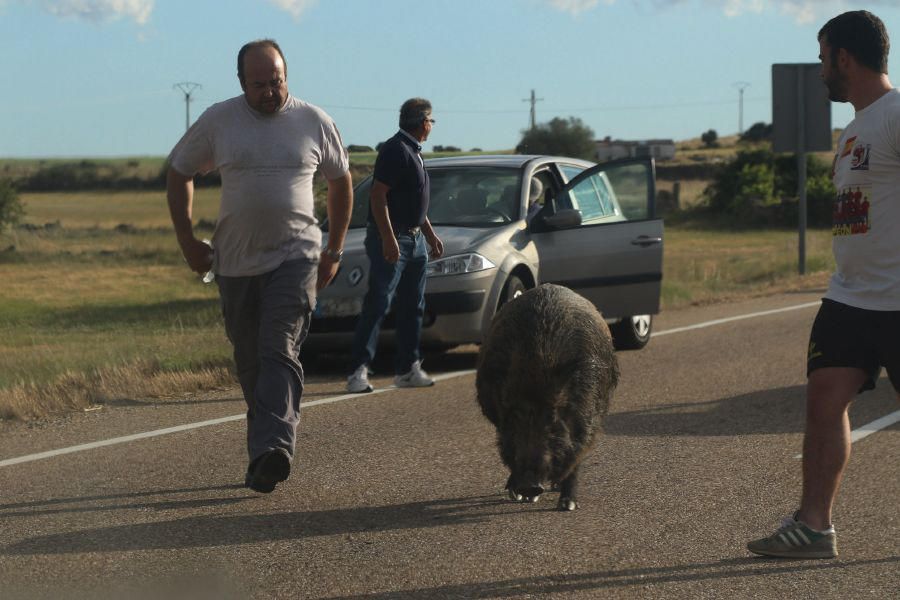 Un jabalí por la carretera de Pereruela