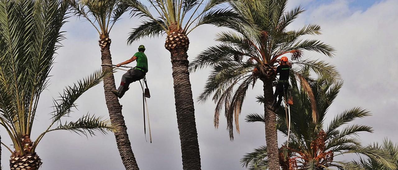 Palmereros efectúan la poda de ejemplares en uno de los huertos que forman parte del Palmeral ilicitano.