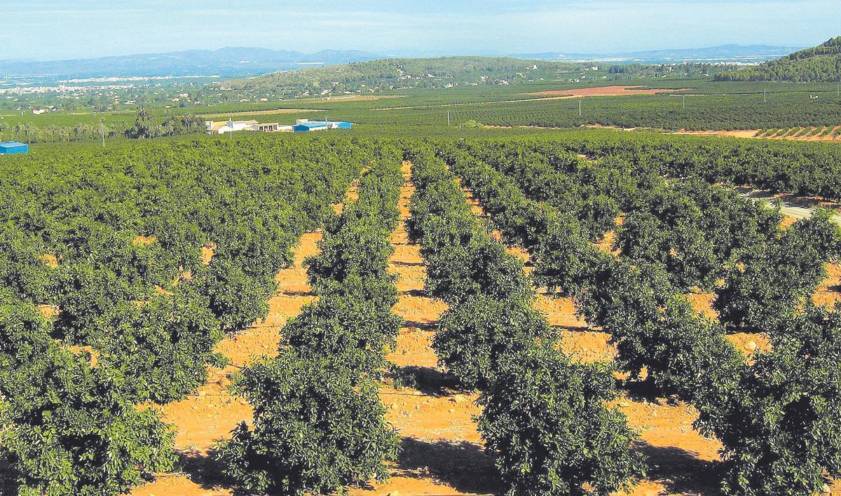 Finca de cítricos situada al norte de Sagunt, una de las principales comarcas productoras de España