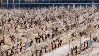 Las fotovoltaicas disparan el precio del terreno agrícola: "A 2.000 euros la hectárea, la agricultura se va al garete"