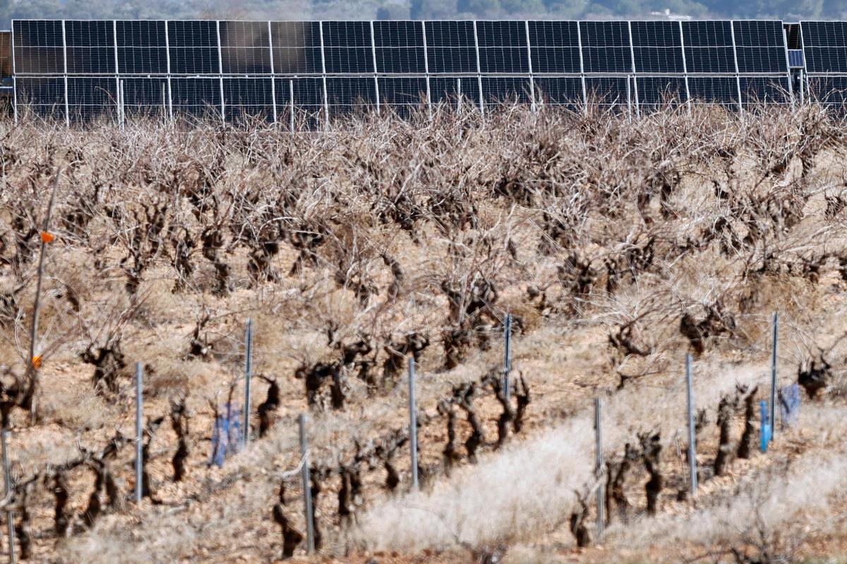 Una planta de paneles solares frente a un cultivo de viñas.