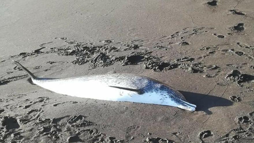 El delfín fallecido en la playa de Nogales.