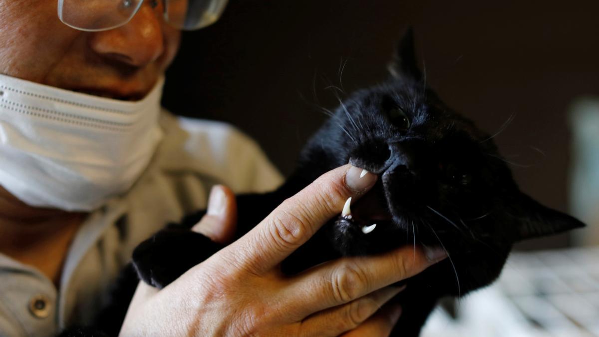 El hombre que cuidaba a los gatos de Fukushima