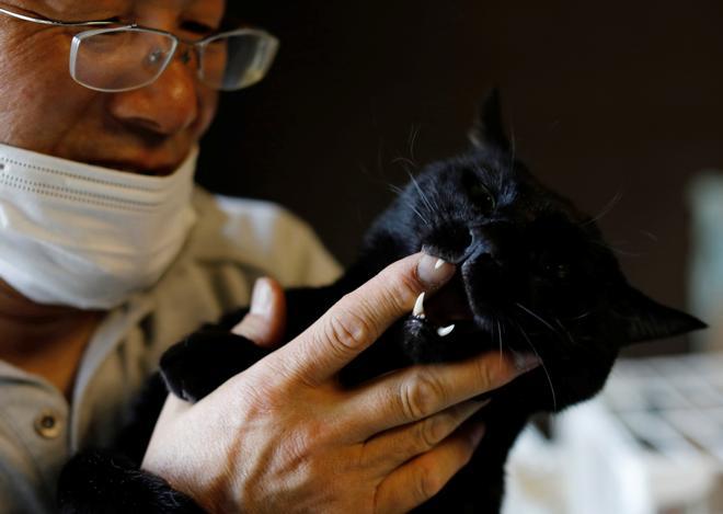 El hombre que cuidaba a los gatos de Fukushima