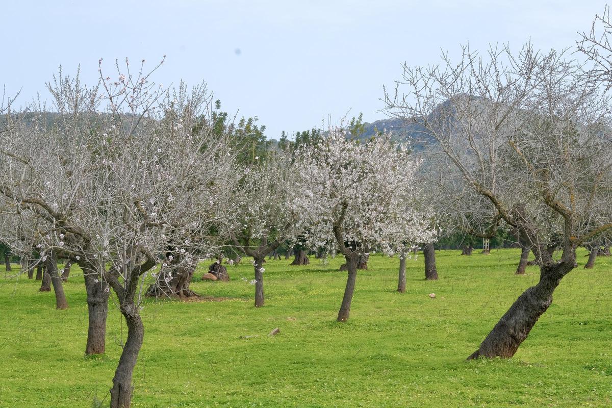 Las fotos de la tardía floración de los almendros en Mallorca Las fotos de la tardía floración de los almendros en Mallorca