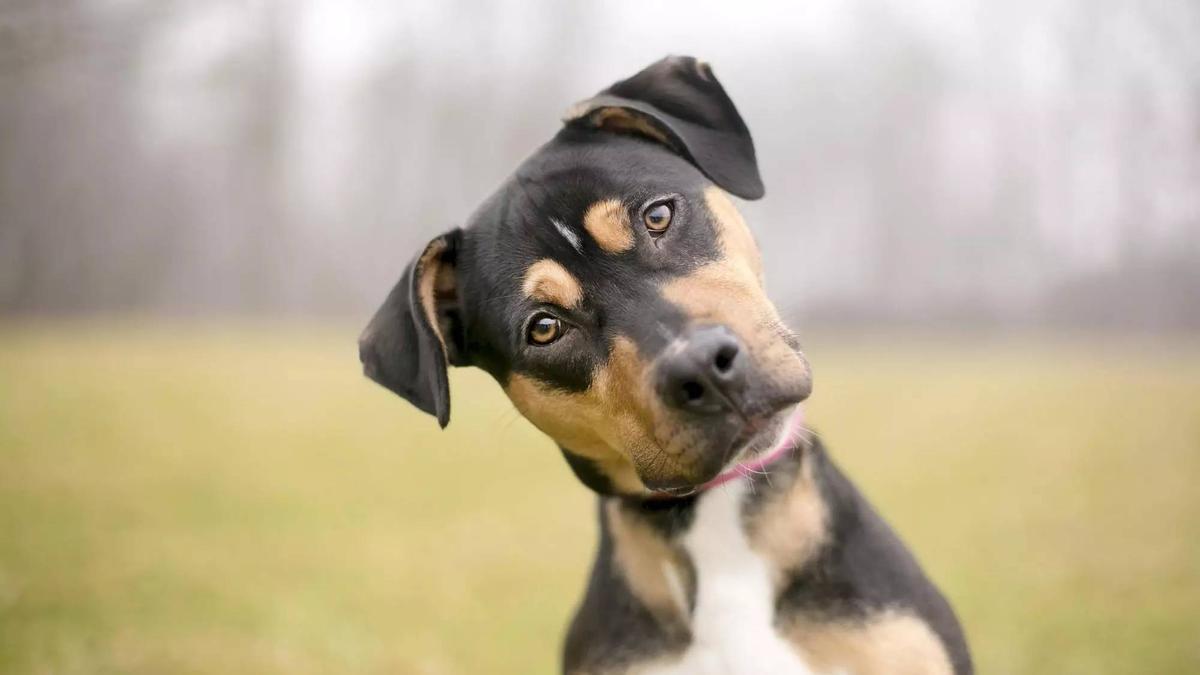 Razas de perro bonitas