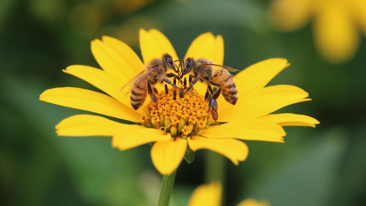 El polen de abeja es uno de los superalimentos más nutritivos que existen.