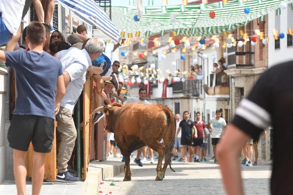 Fotogalería / Encierro de las vacas de El Viso