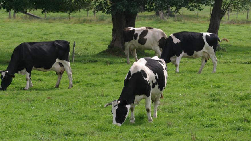 Vacas en un pasto.