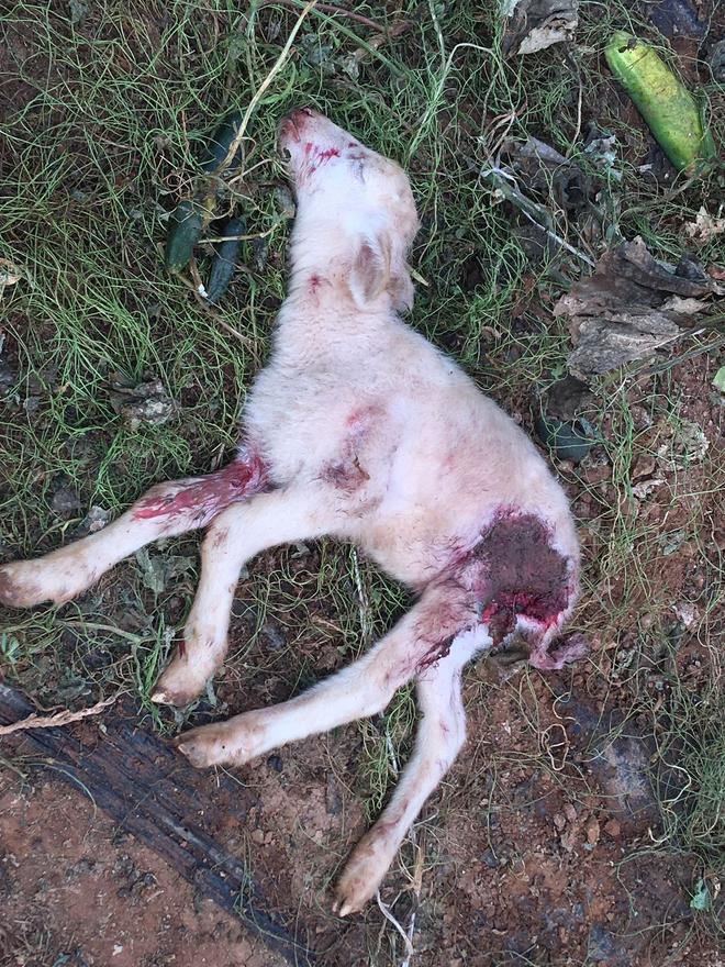 Vorsicht, verstörende Bilder: So haben Hunde eine Schafsherde auf Mallorca zugerichtet