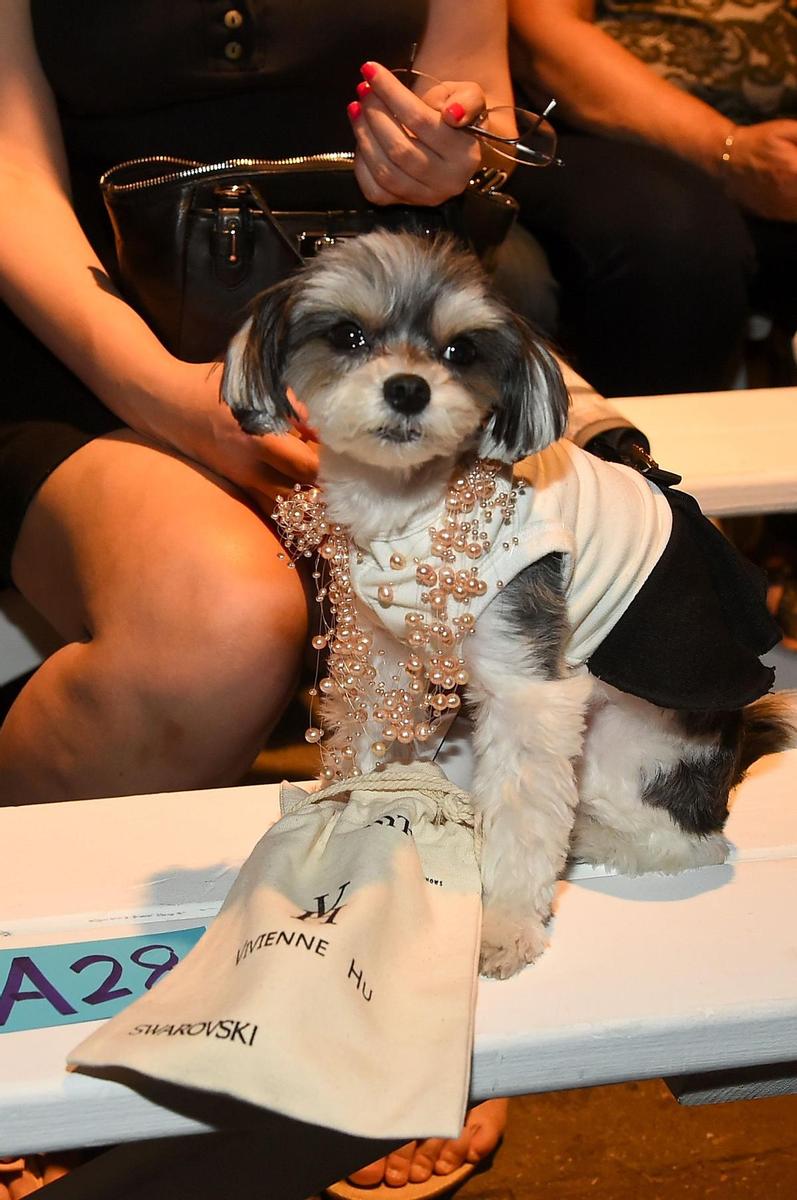 Front Row semana de la moda NY, perrito