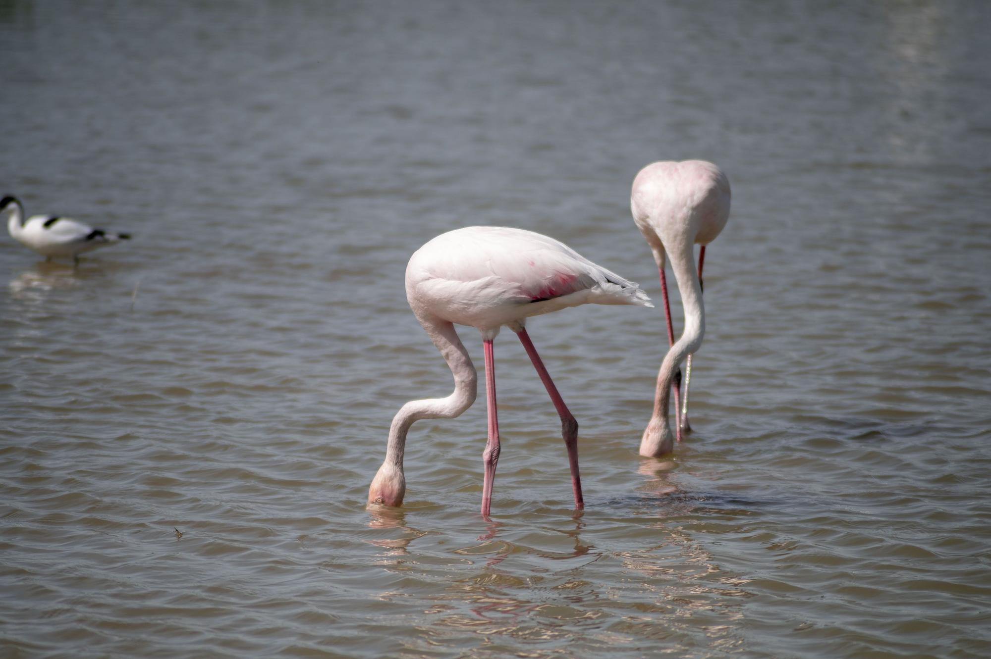 Flamencos en la Laguna de Fuente de Piedra, en abril de 2024.