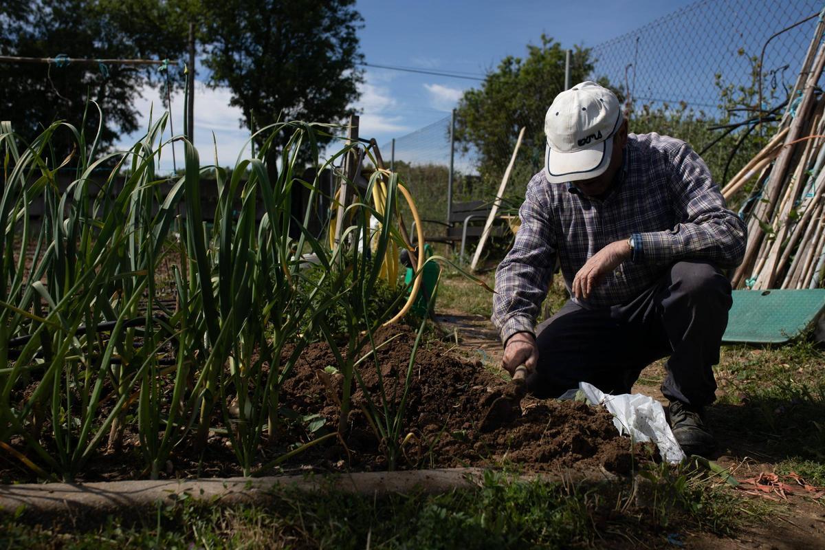 GALERÍA | Huertos municipales en Zamora: Creando comunidad entre tomates y cebollas