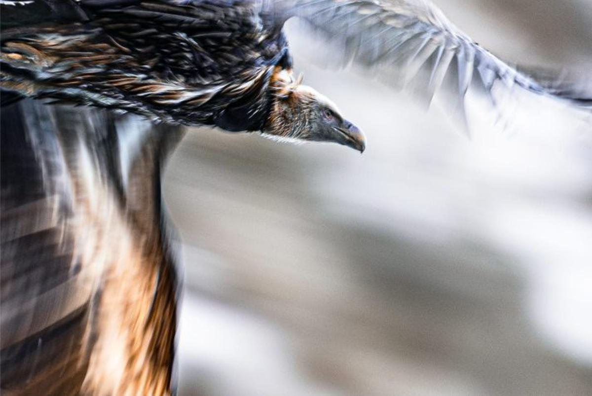 Somiedo, el concejo que retrata a los osos