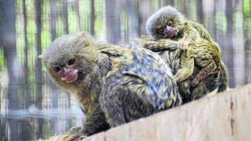 La hembra de titi pigmeo junto a sus gemelos que transporta en su lomo. | | E.D.