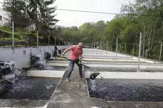 La acuicultura asturiana se ahoga sin agua: los niveles de los ríos están como si fuera agosto