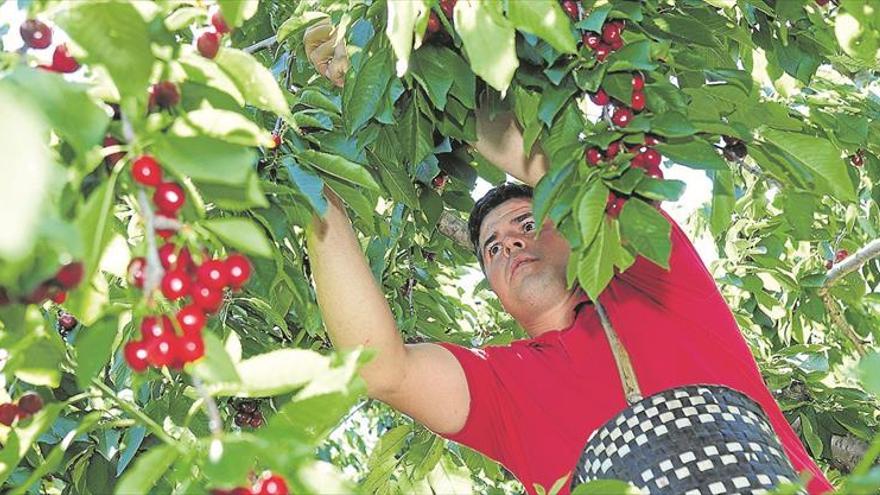 Mucha cereza en el Jerte y poca mano de obra para recogerla