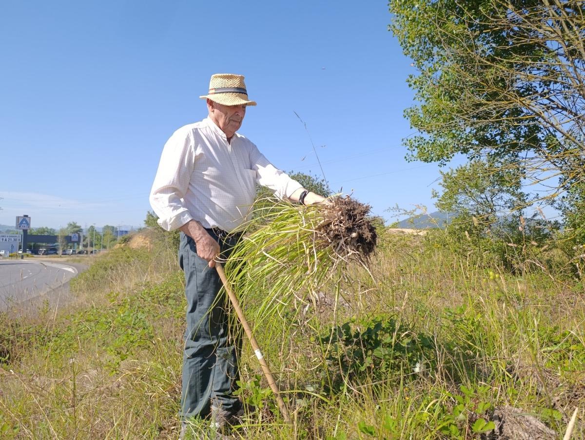 Carlos Calviño muestra la raíz de una de las plantas del plumero de la pampa.