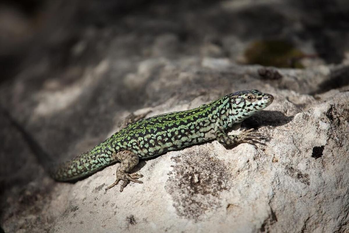 La lagartija de Ibiza, especie única en el mundo, amenazada por culebras invasoras