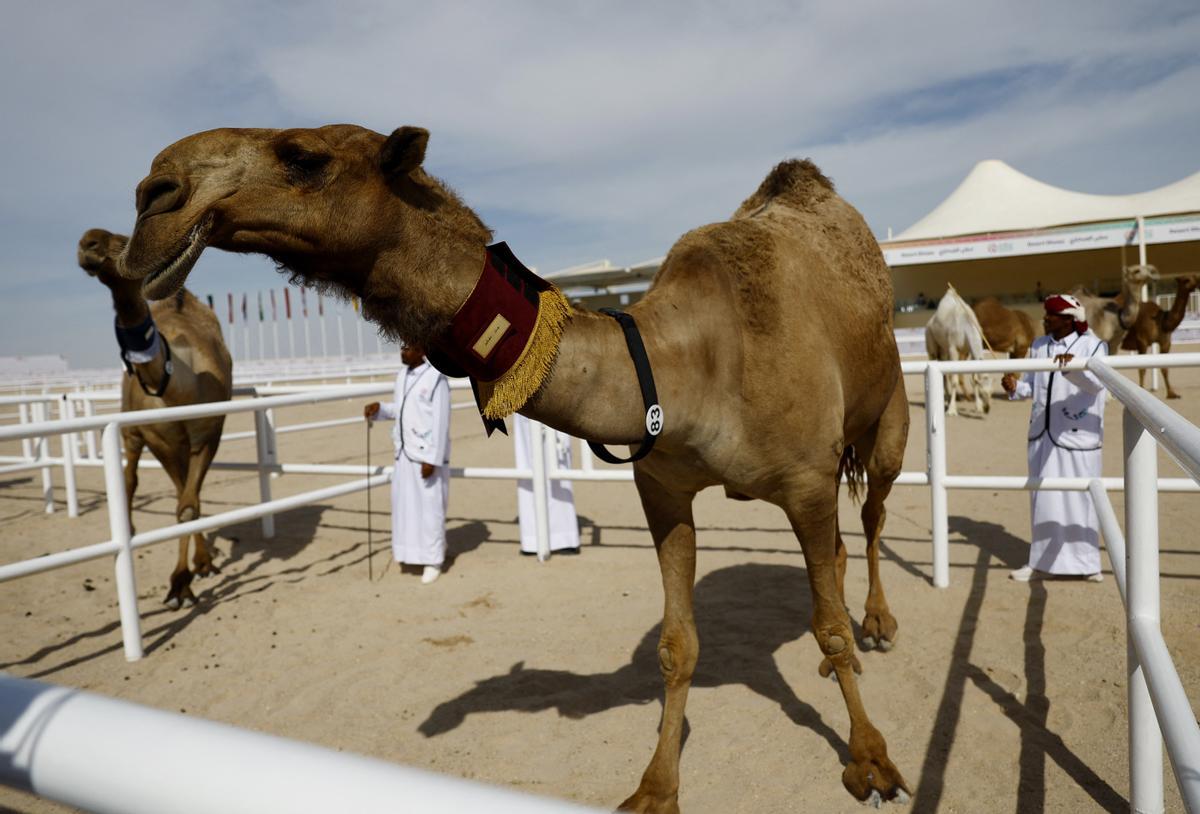 Concurso de belleza de camellos en Qatar