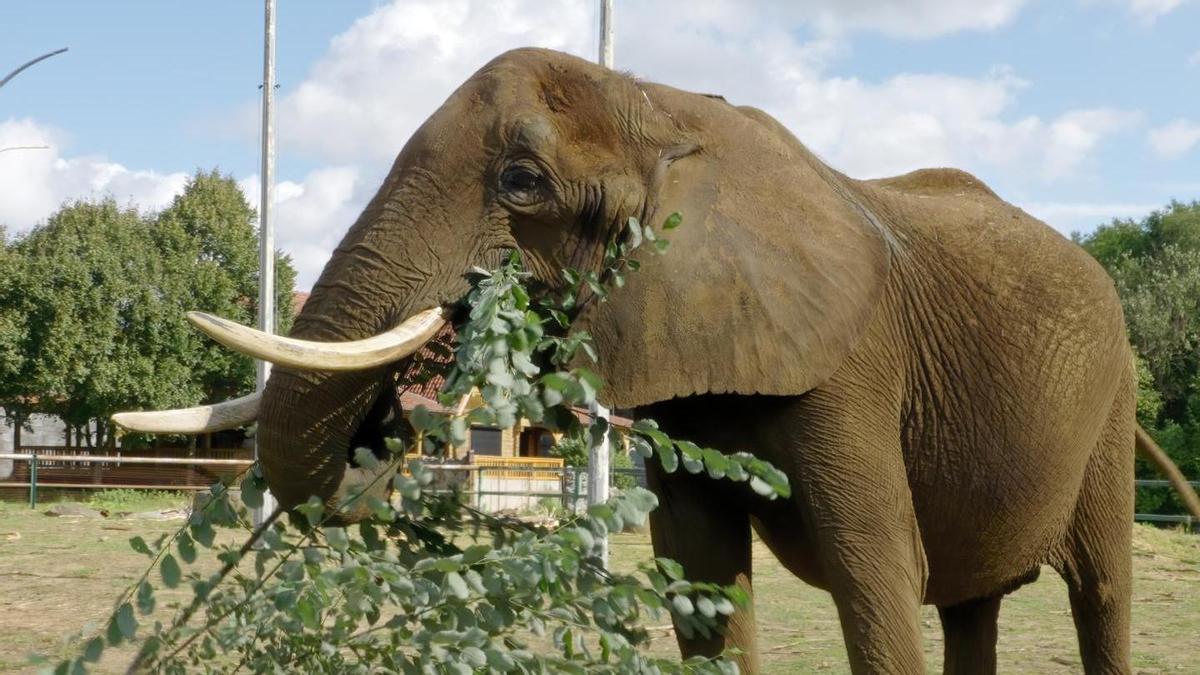 La elefanta Kariba será la primera en llegar al santuario de Portugal en 2026.