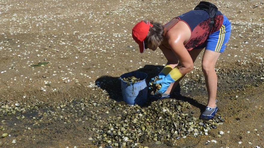 Las mariscadoras de Vilaxoán renuncian al trabajo para evitar más mortandad de bivalvos