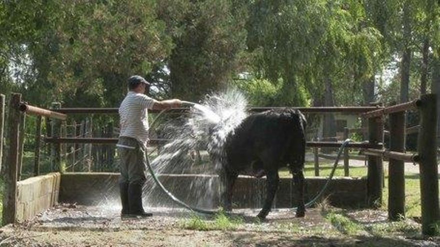 Todo sobre el asado