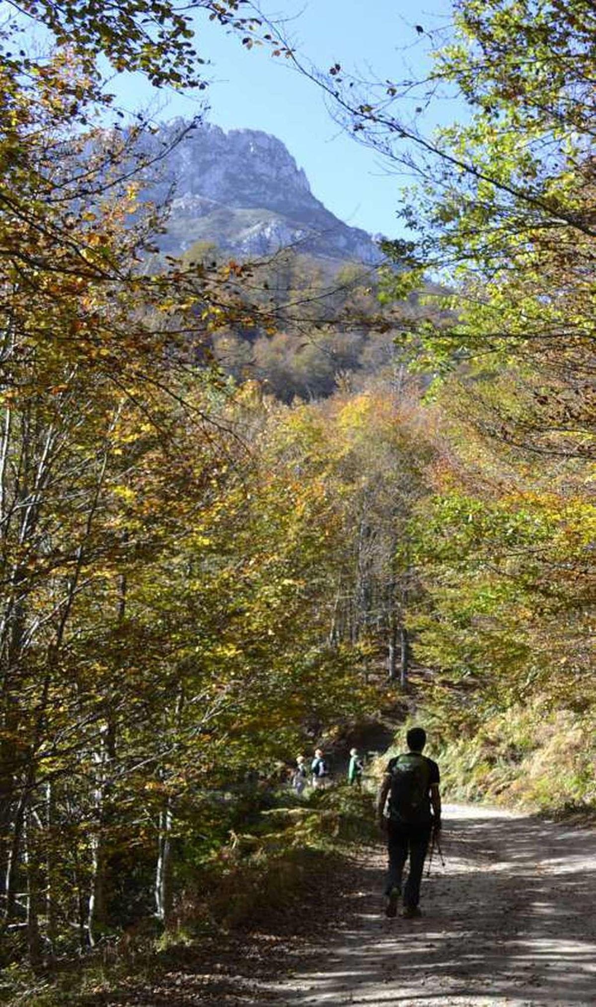 El "baño de bosque", la terapia ideal para el otoño
