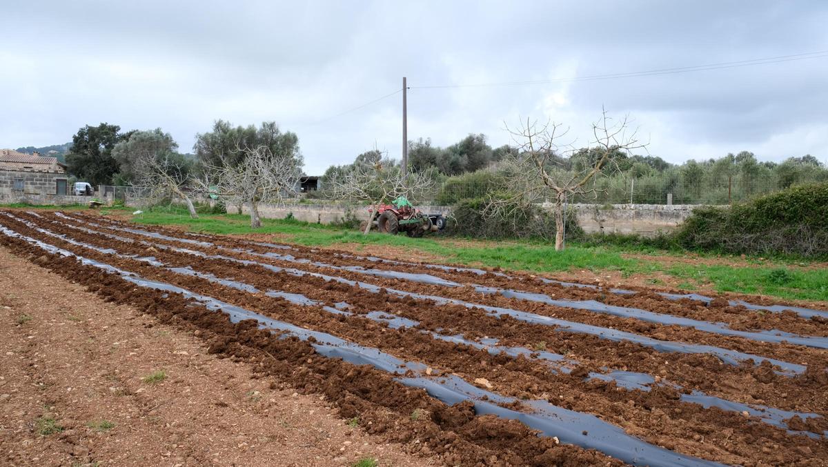 Una finca con biofilm biodegradable.