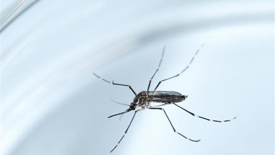 Diagnosticados dos casos de virus zika en Cataluña