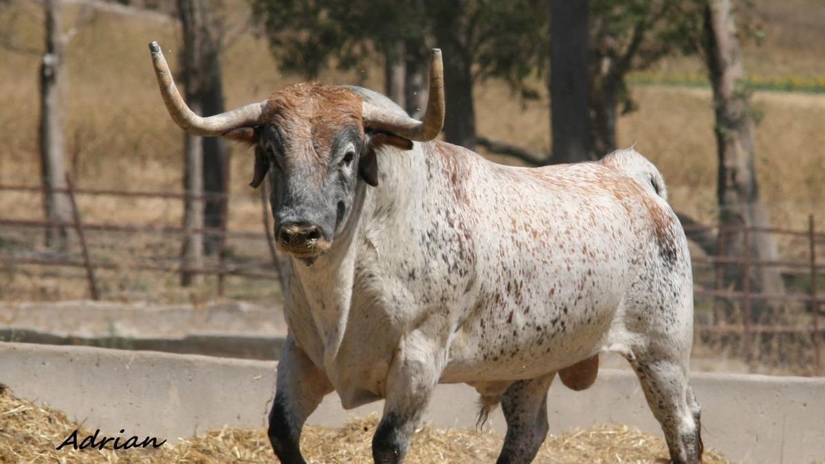 Melancólico, el toro de la ganadería Cebada Gago de pelo sardo.