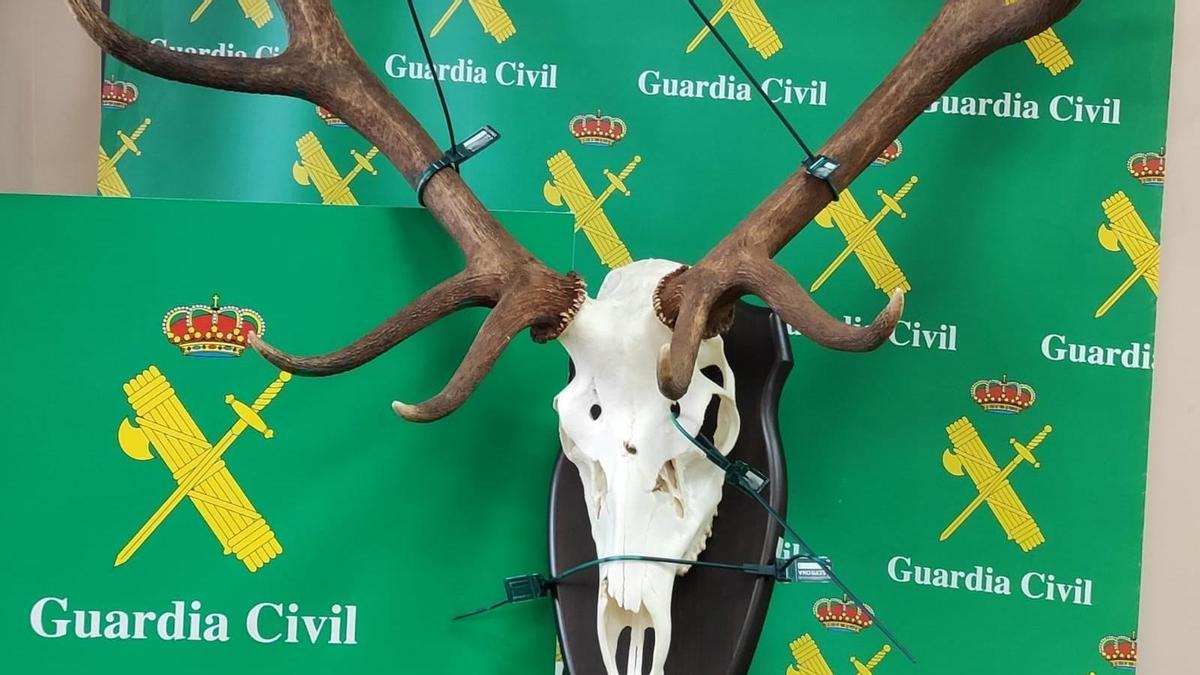 Ejemplar de la cabeza del ciervo encontrada por el SEPRONA.