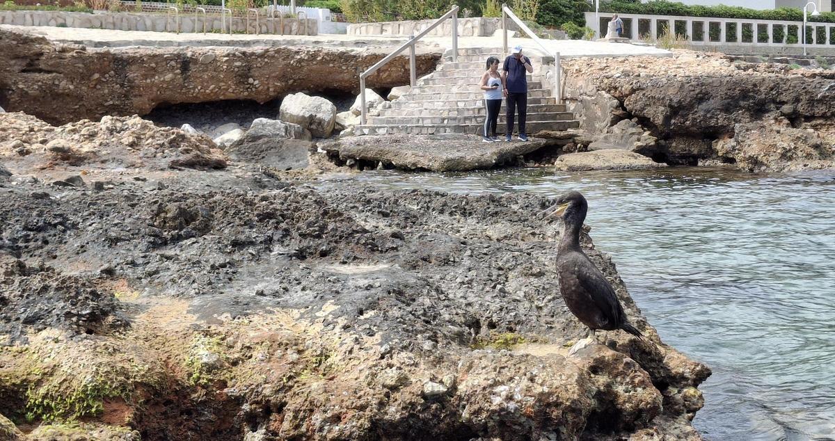 Un cormorán en la costa de les Rotes de Dénia