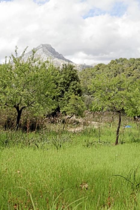 Schafherde, Baumplantage und Paradies für Insekten: zu Besuch bei Jaume Seguí und seinen 18 Hektar Bioland bei Capdellà