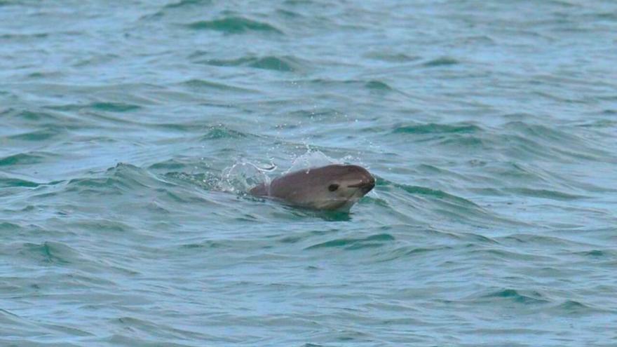 Ejemplar de vaquita marina en el golfo de California.