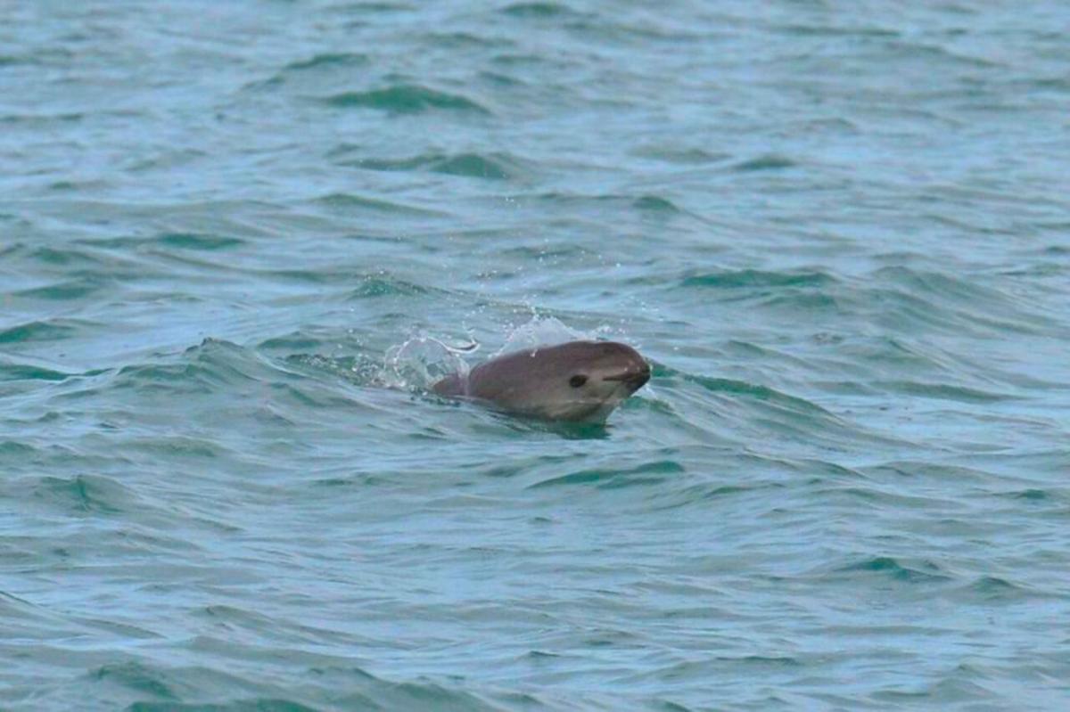 Ejemplar de vaquita marina en el golfo de California.