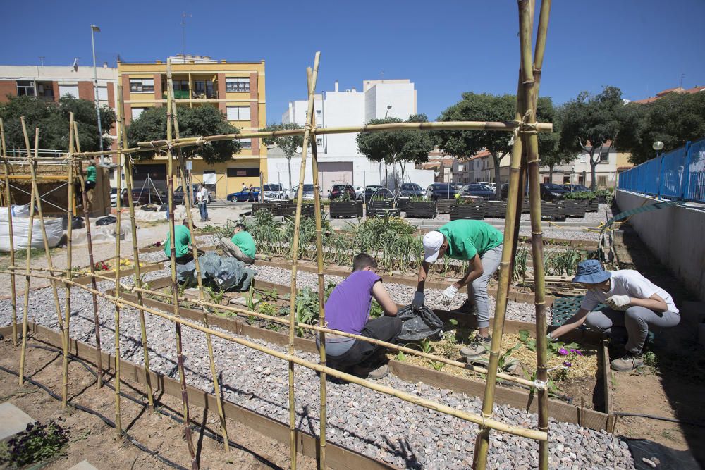 Hort interdisciplinari a l'IES Maltide Salvador de Castelló