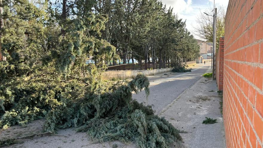 GALERÍA | El cementerio de Villaralbo sufre los estragos del temporal