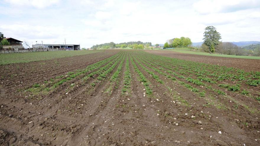 Una plantación de patatas en Silleda, embarrada por las lluvias. |   // BERNABÉ/ JAVIER LALÍN