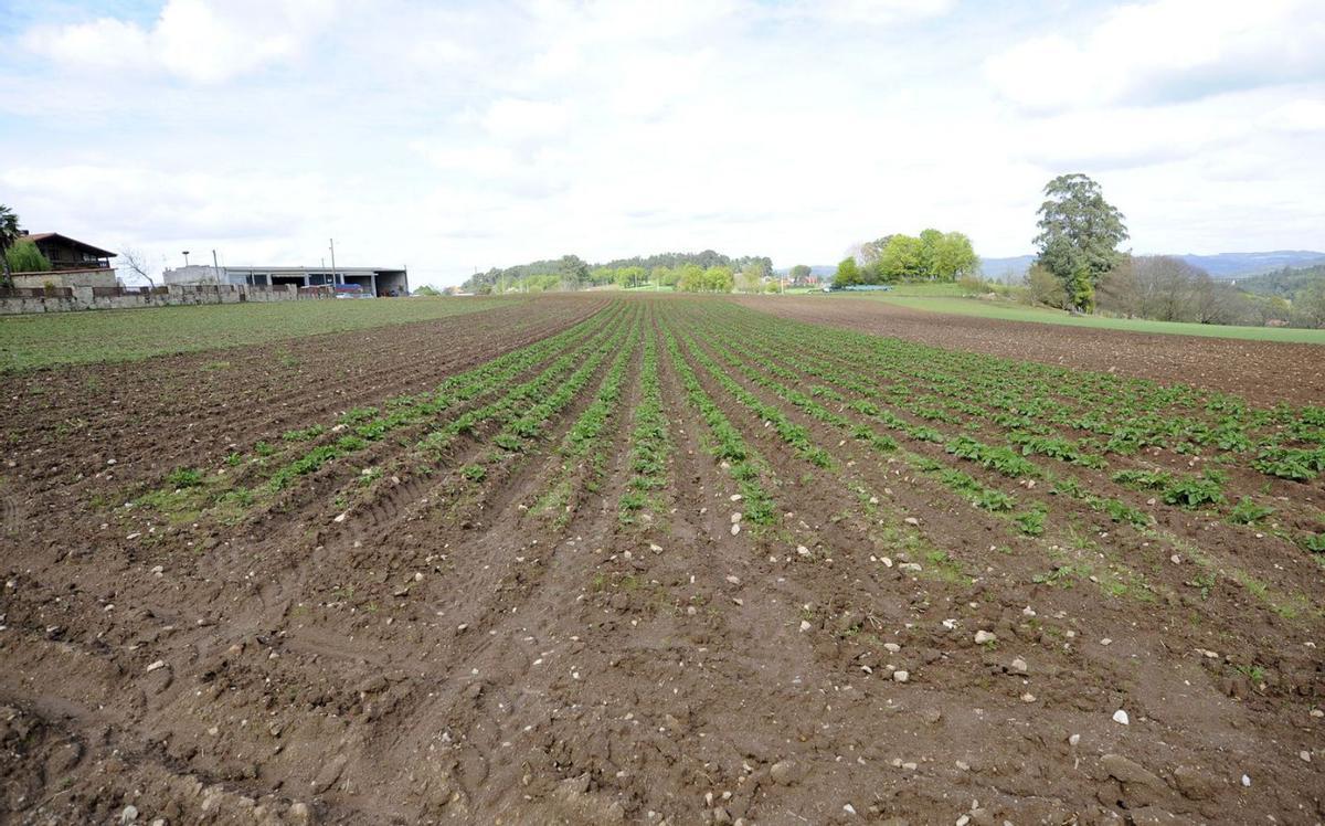 Una plantación de patatas en Silleda, embarrada por las lluvias. |   // BERNABÉ/ JAVIER LALÍN