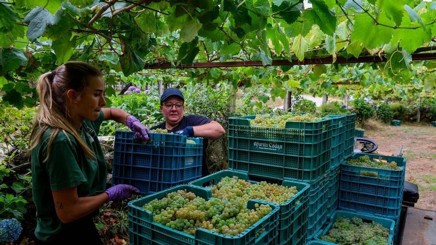 Rías Baixas resiste la embestida arancelaria de Trump con un alza del 5% de las exportaciones de sus vinos a EE UU