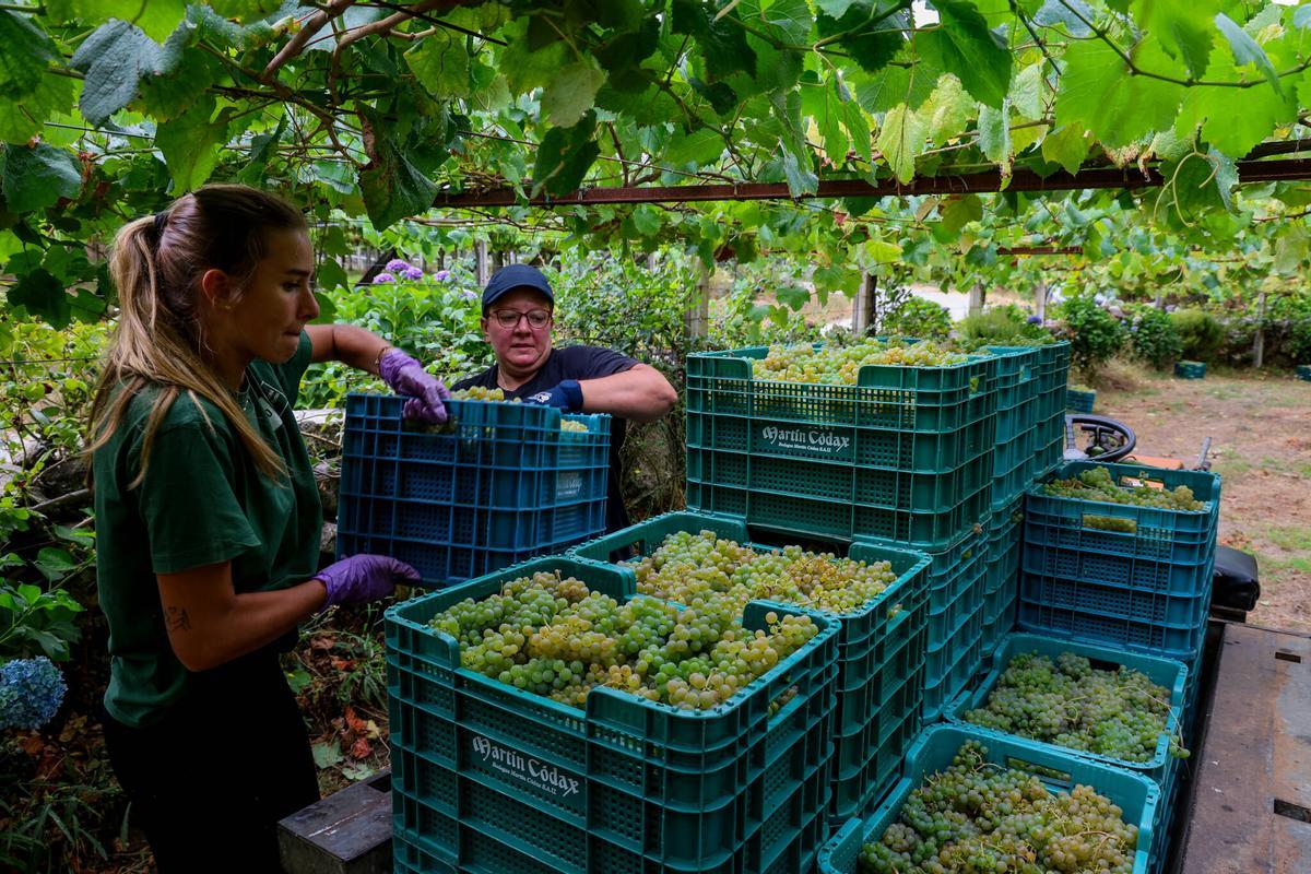 Vendimia para la bodega Martin Codax en Meis.