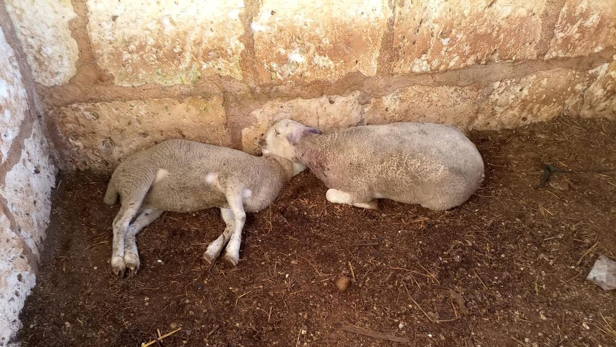 FOTOS | Las imágenes de las ovejas muertas por perros en una finca de Felanitx